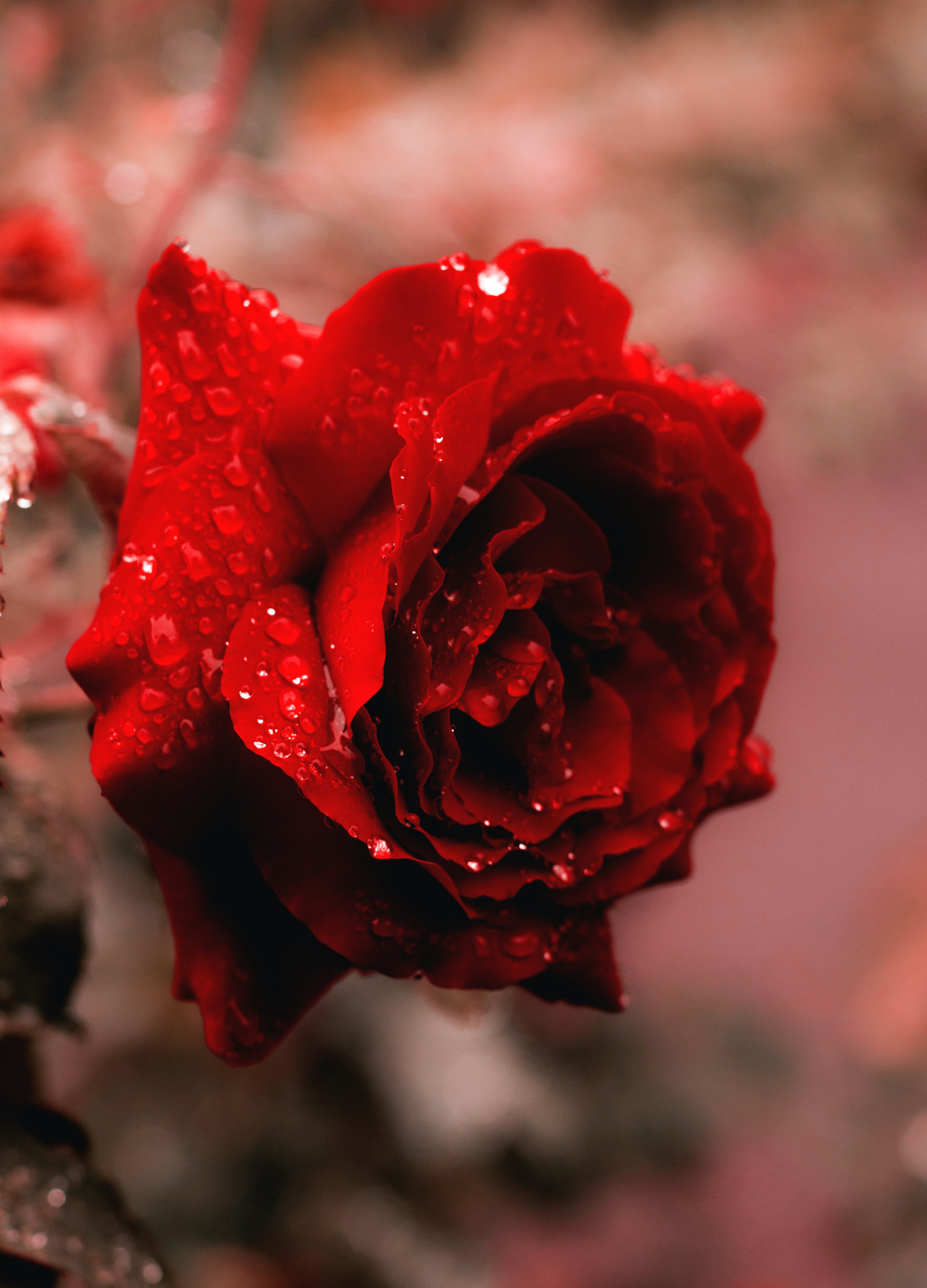 an image of a wet rose